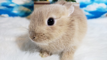 ネザーランドドワーフ | うさぎ販売 | 札幌のうさぎ販売・ペット